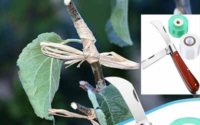 Grafting Gardening Knife for Pruning