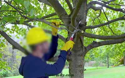 How to Use a garden Pruning Knife