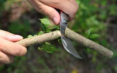 Linsen-outdoor best gardening knife